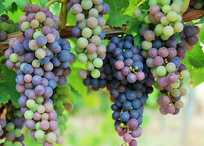 Maison Des Vignes Le Fleix